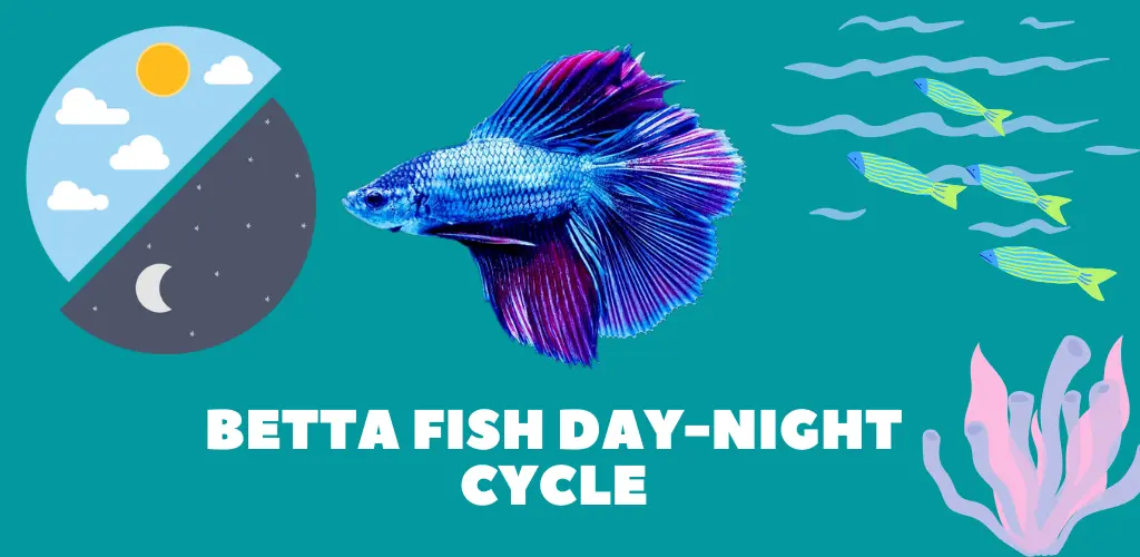 Betta Fish Day-Night Cycle