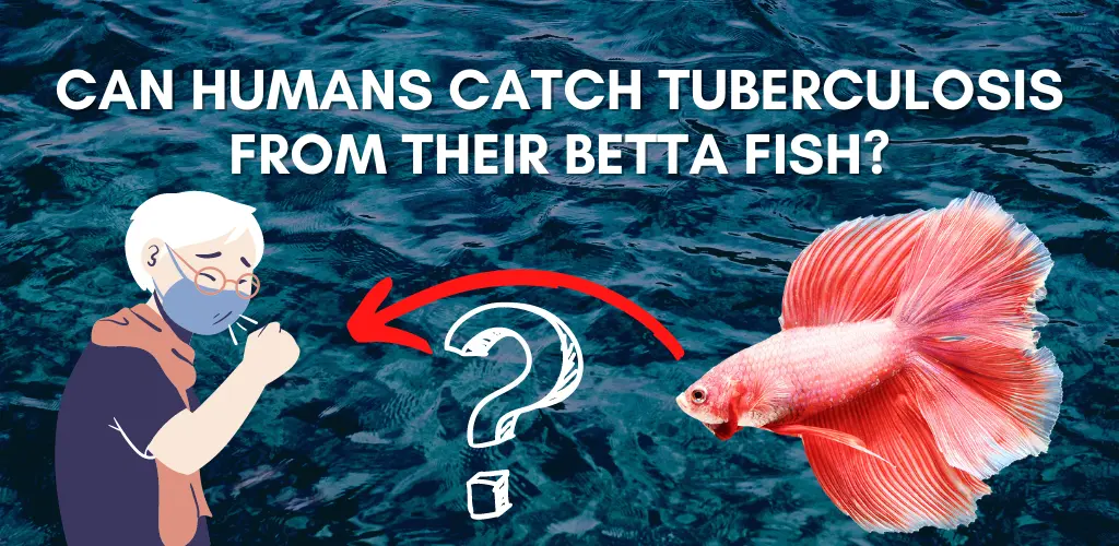 Can Humans Catch Tuberculosis from their Betta Fish?