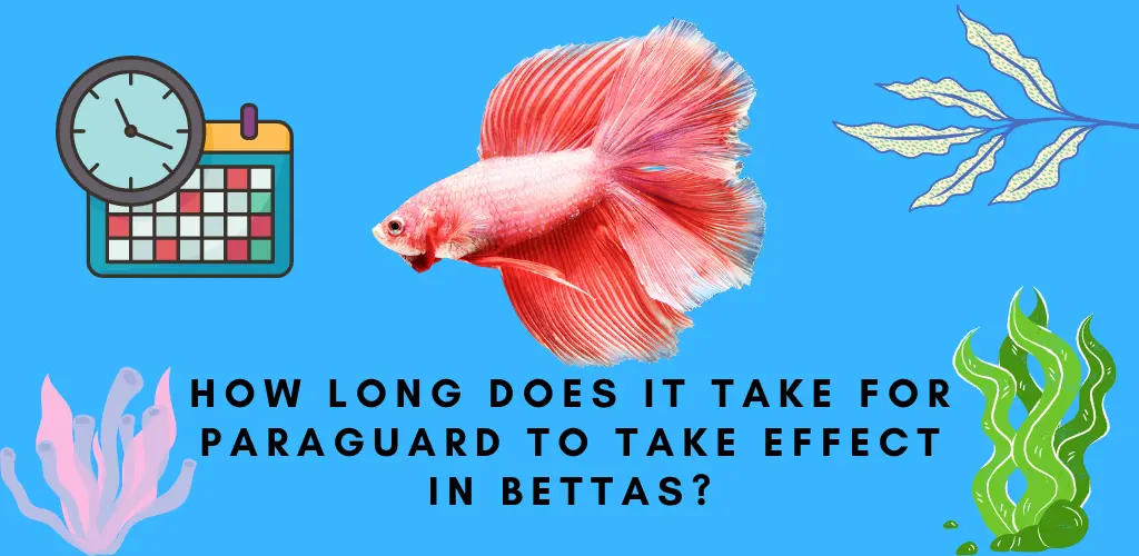 How Long Does it Take for Paraguard to take Effect in Bettas?