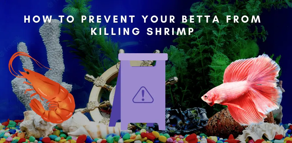 How to Prevent Your Betta Killed Shrimp