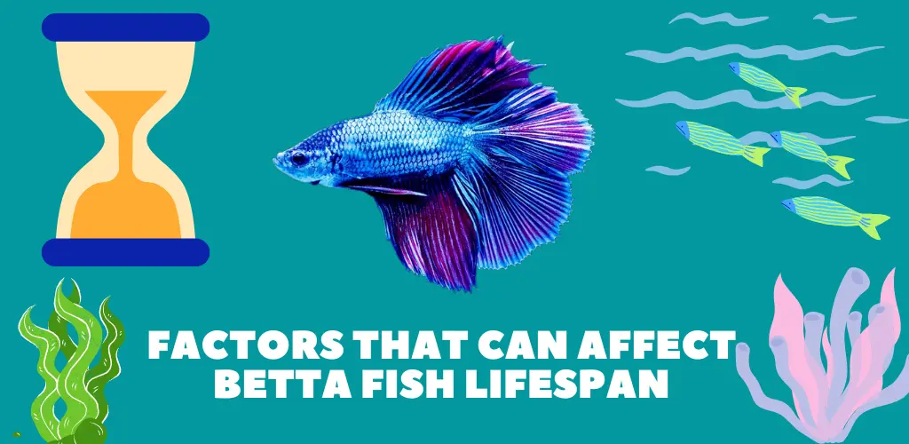 Factors That Can Affect Betta Fish Lifespan