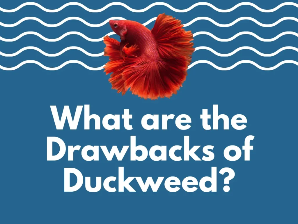 Is Duckweed Safe for Bettas