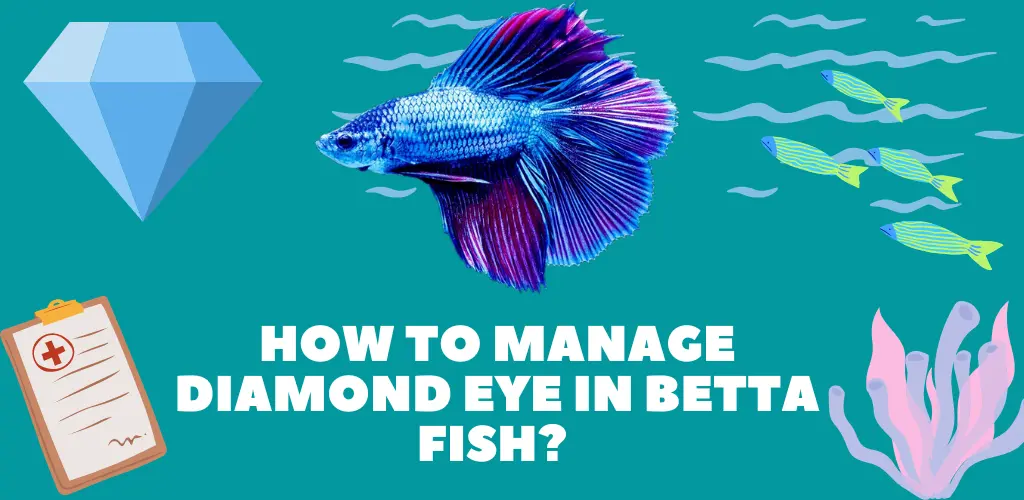 How To Manage Diamond Eye in Betta Fish? 