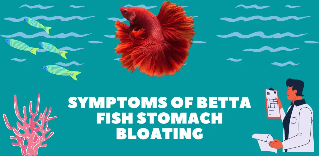 Symptoms of Betta Fish Stomach Bloating