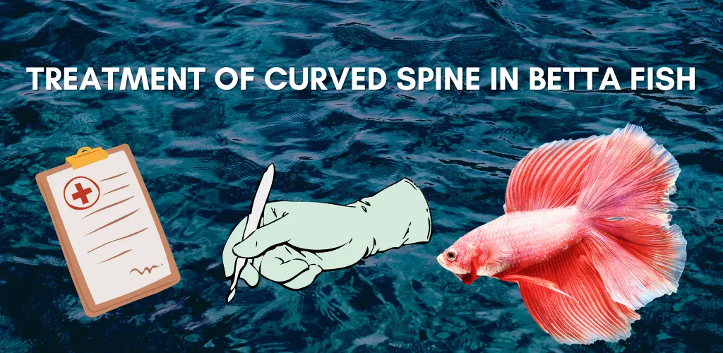 Treatment of Curved Spine in Betta Fish