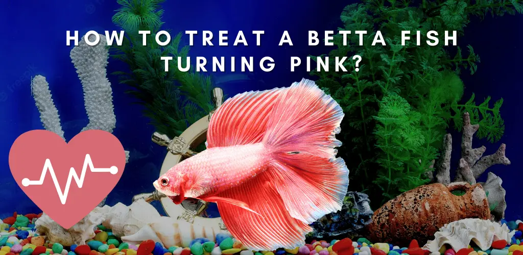 How To Treat A Betta Fish Turning Pink?