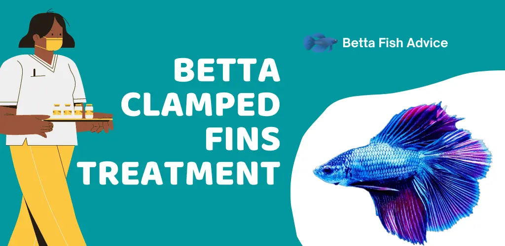 Betta Clamped Fins Treatment