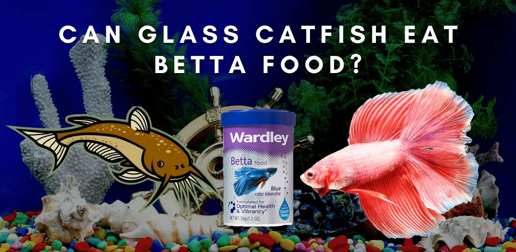 Can Glass Catfish Eat Betta Food?