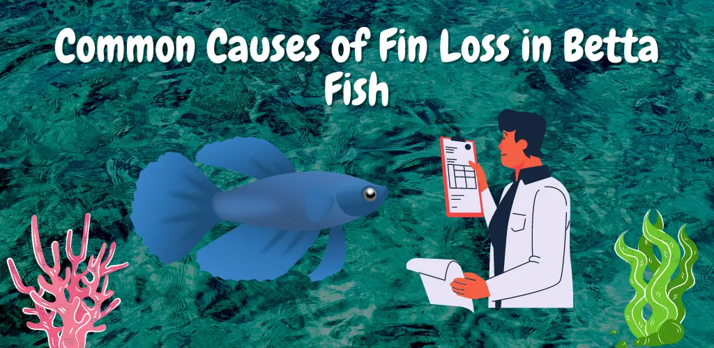 Common Causes of Fin Loss in Betta Fish