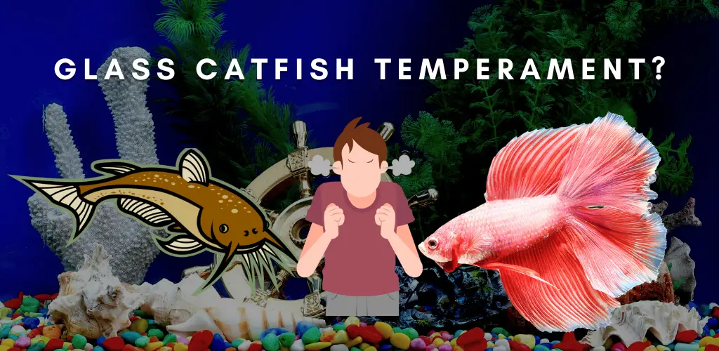 Glass Catfish Temperament