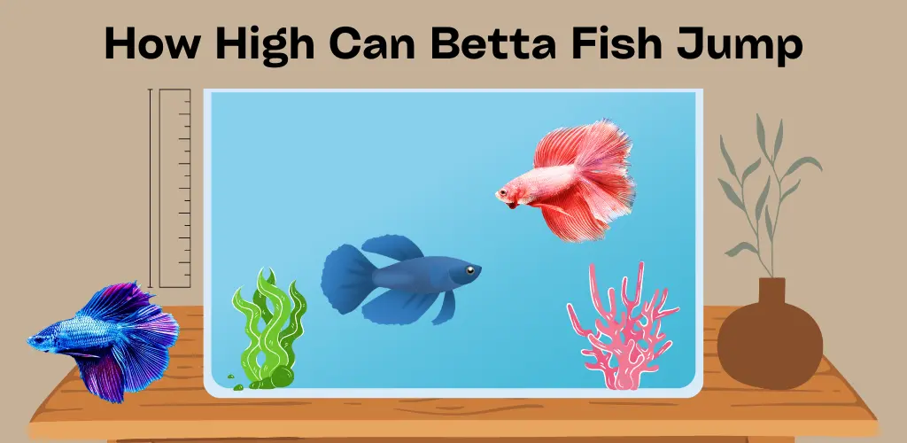 How High Can Betta Fish Jump