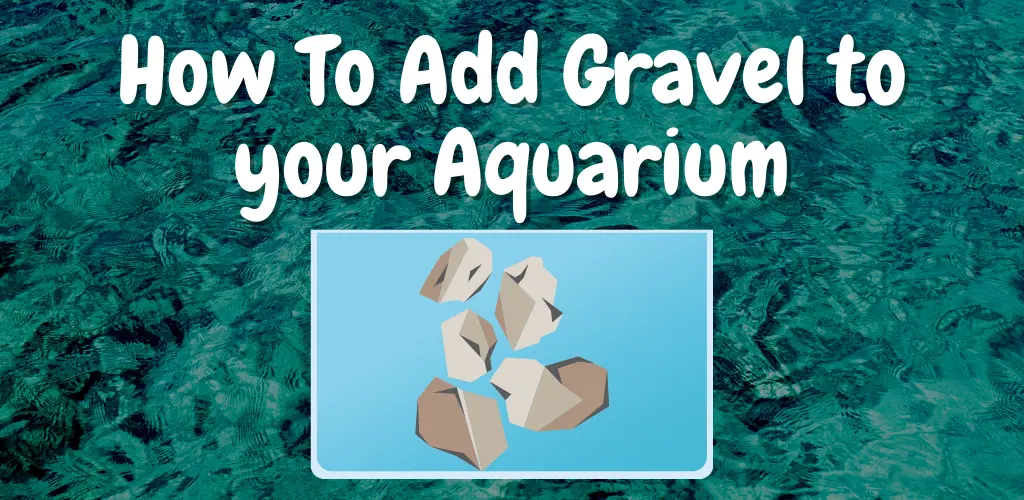 How To Add Gravel to your Aquarium