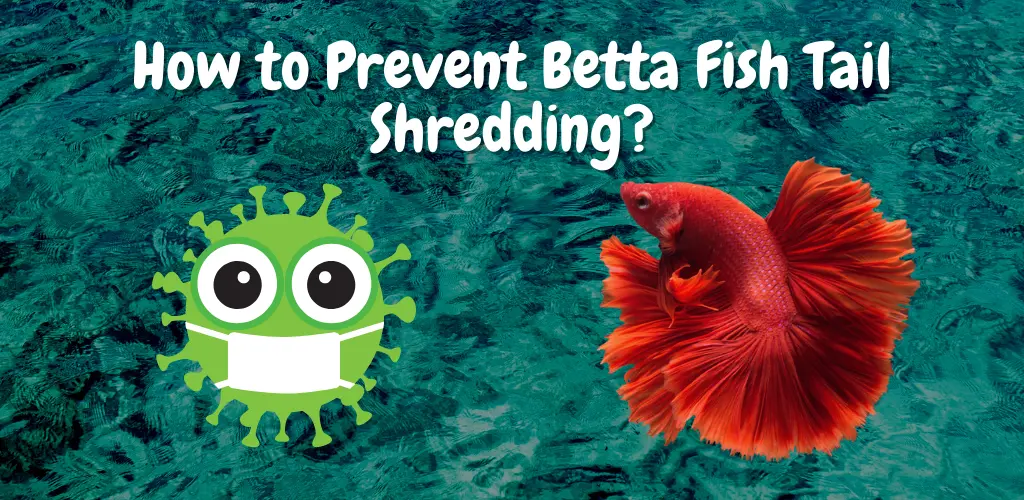 How to Prevent Betta Fish Tail Shredding?