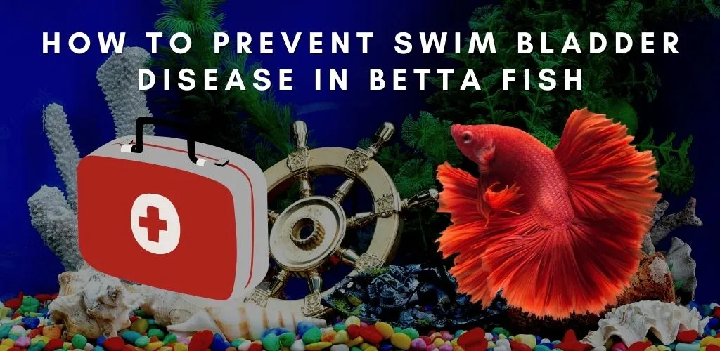 How to Prevent Swim Bladder Disease in Betta Fish