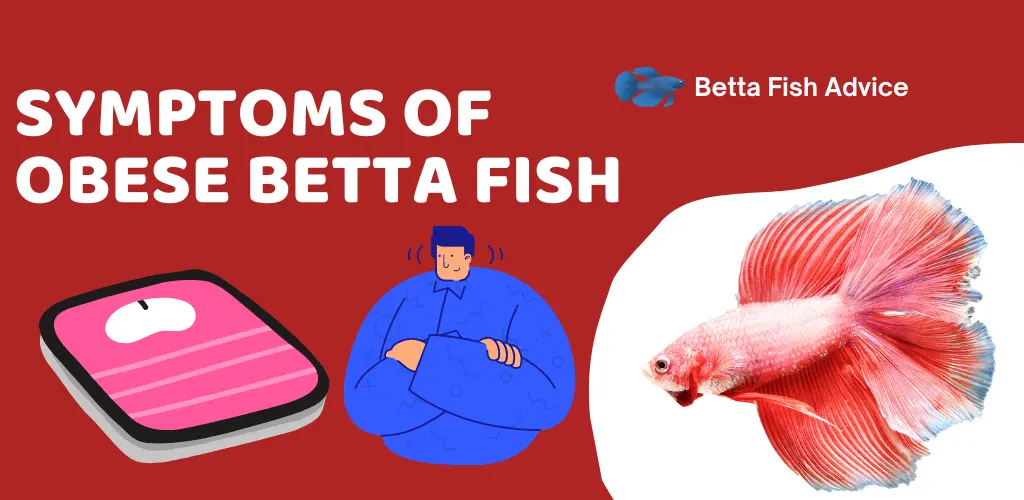 Symptoms of Obese Betta Fish