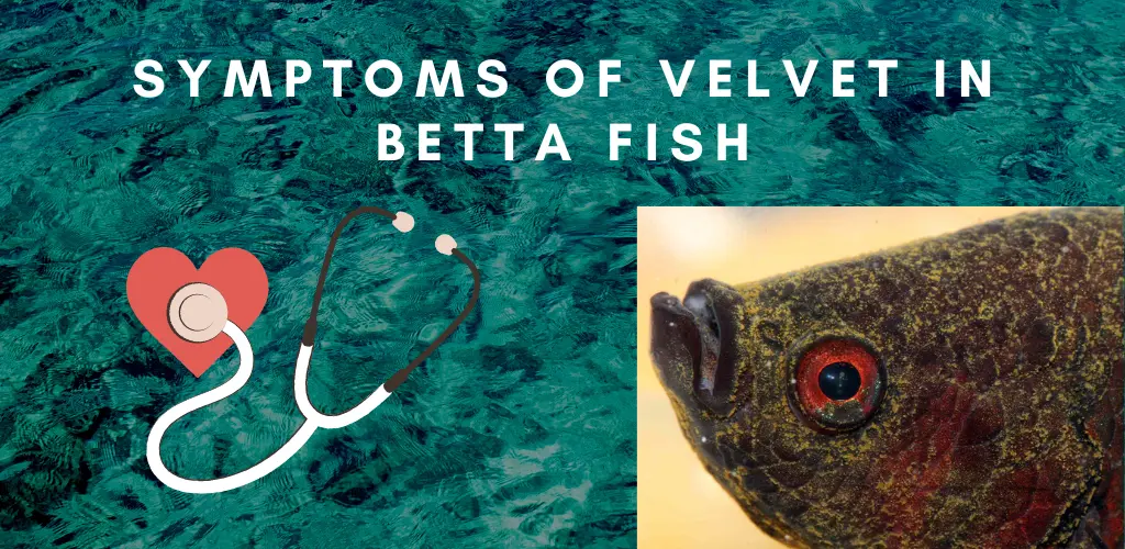 Symptoms of Velvet in Betta Fish