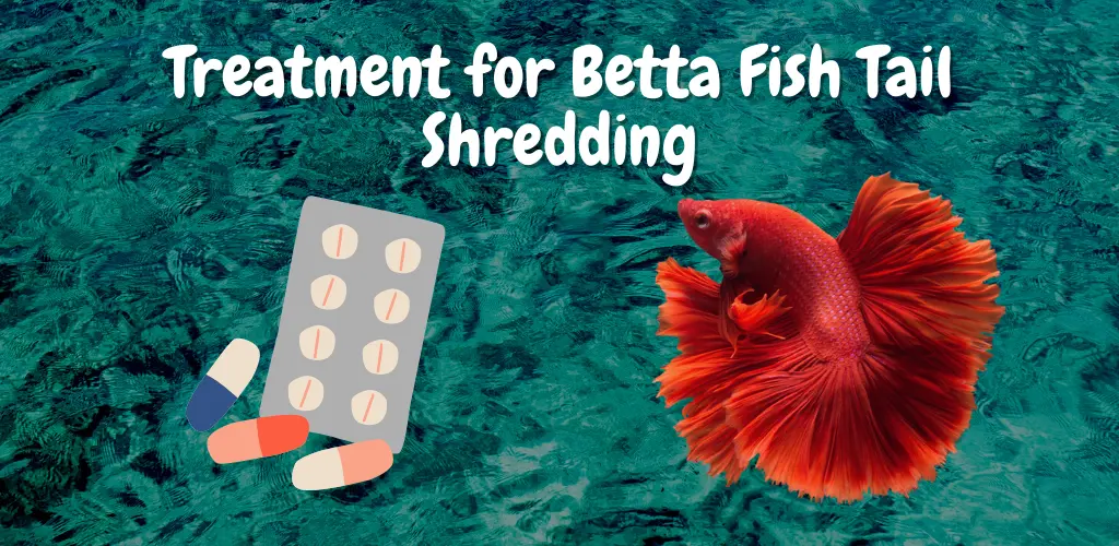 Treatment for Betta Fish Tail Shredding