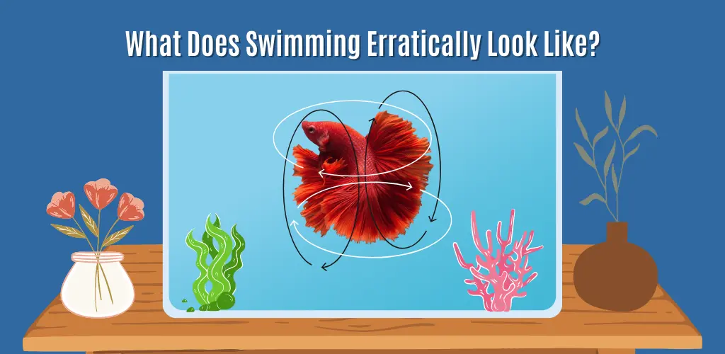 What Does Swimming Erratically Look Like