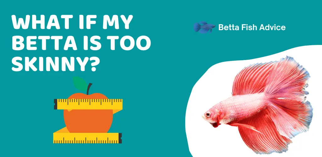 What If My Betta is Too Skinny