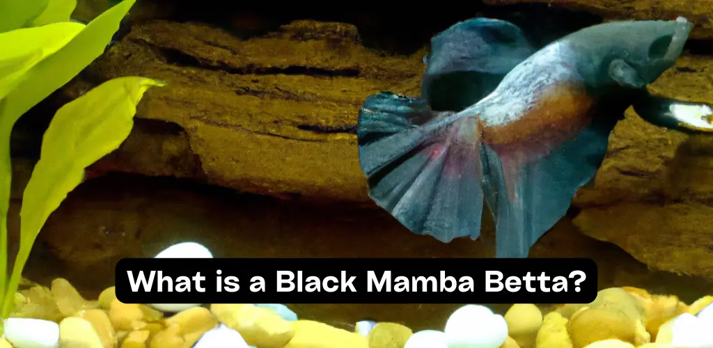 What is a Black Samurai Betta