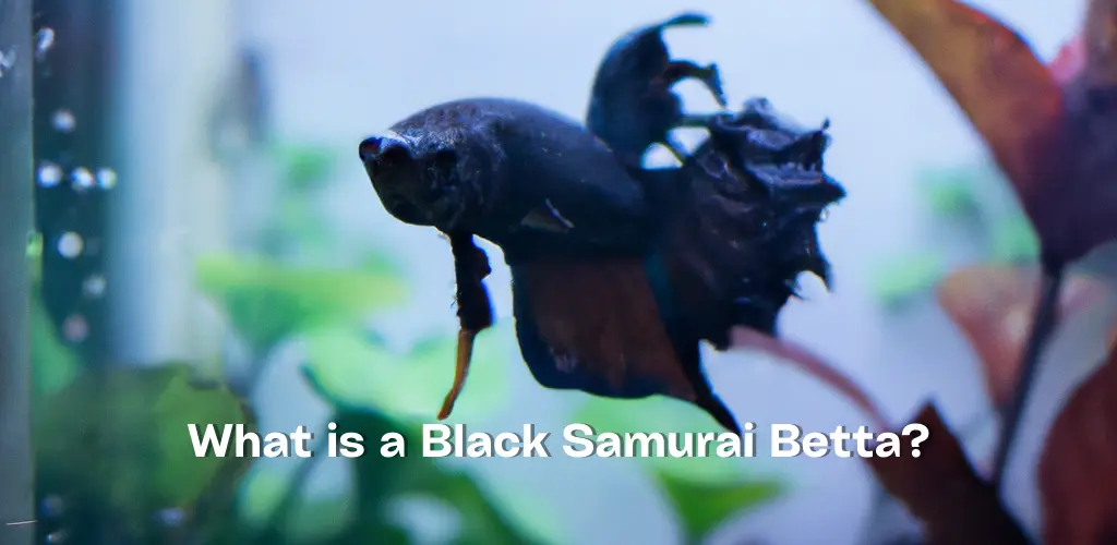 What is a Black Samurai Betta