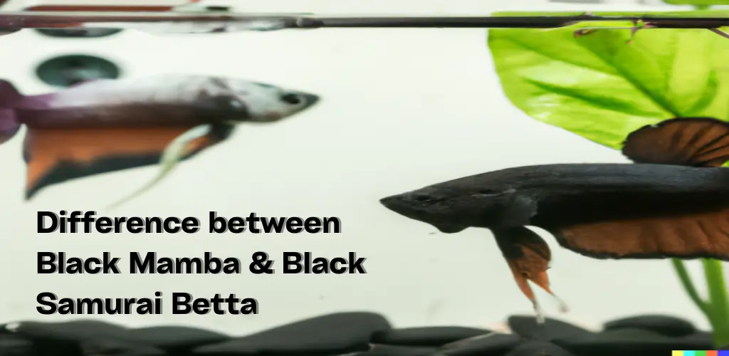 Difference Between Black Mamba and Black Samurai Betta