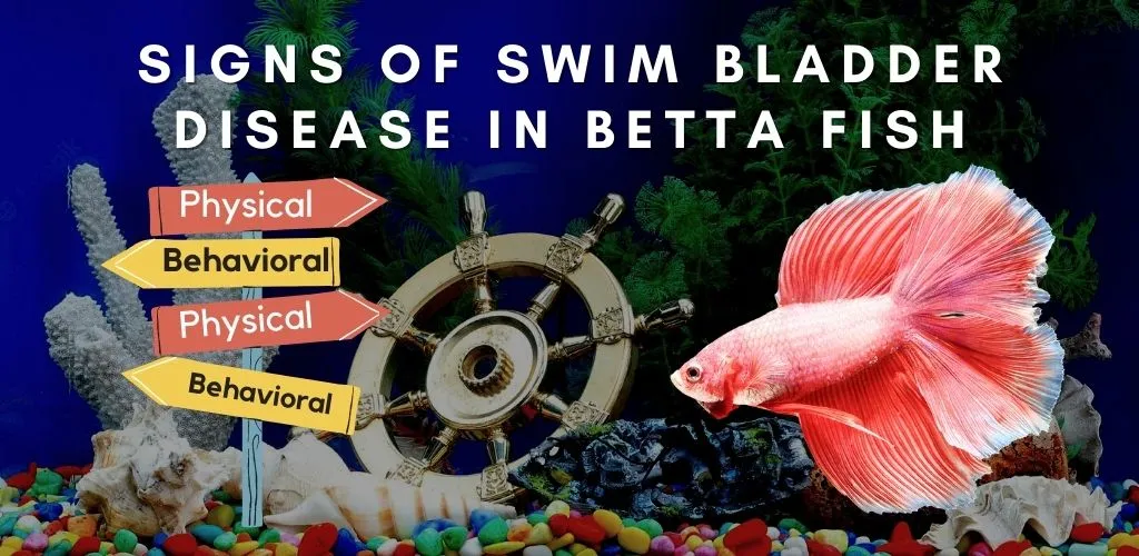 Signs of Swim Bladder Disease in Betta Fish