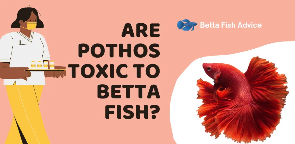 Are Pothos Toxic to Betta Fish