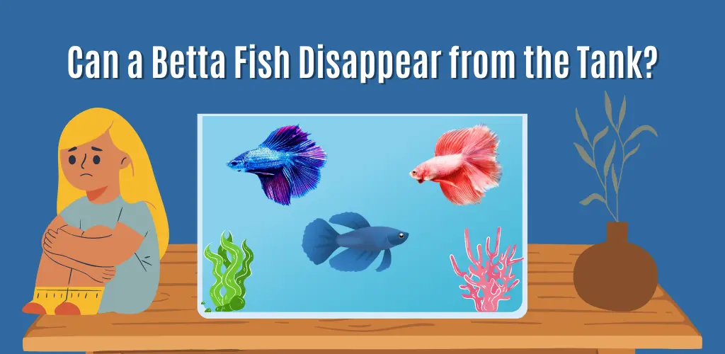 Can a Betta Fish Disappear from the Tank