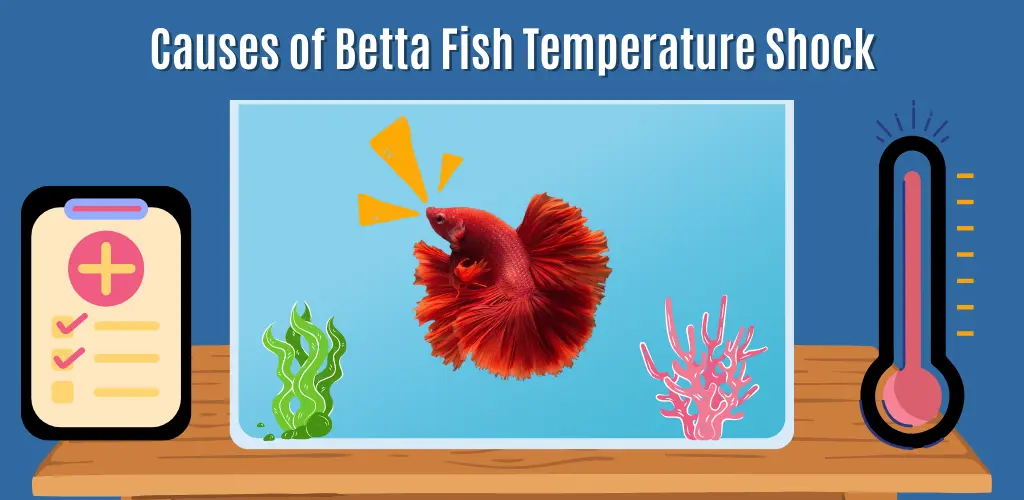 Causes of Betta Fish Temperature Shock