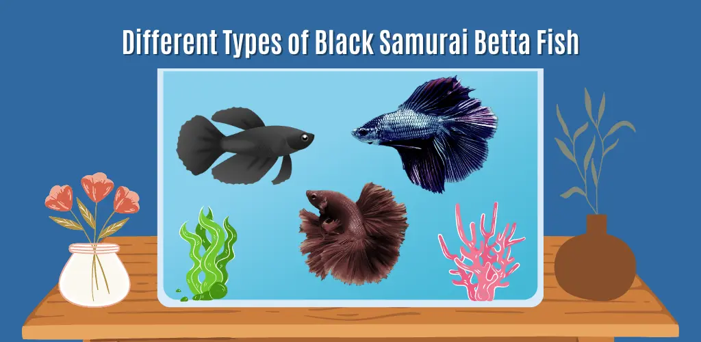 Different Types of Black Samurai Betta Fish