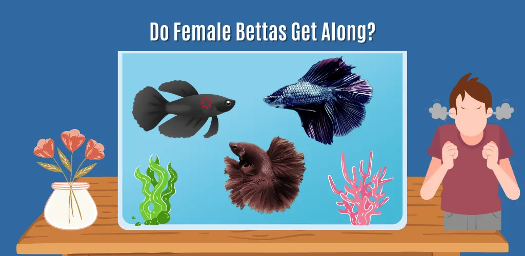 Do Female Bettas Get Along