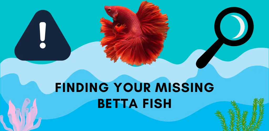 Finding Your Missing Betta Fish