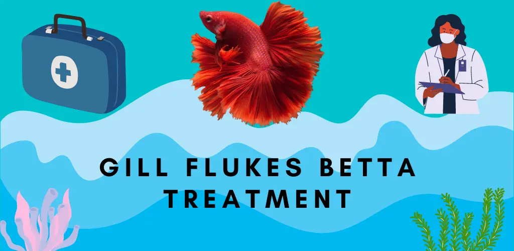 Gill Flukes Betta Treatment