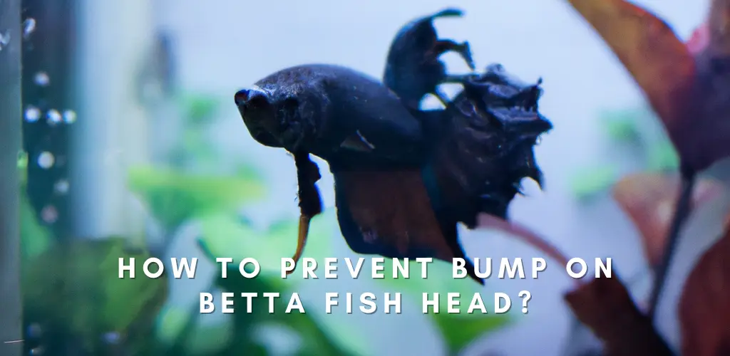 How To Prevent Bump On Betta Fish Head