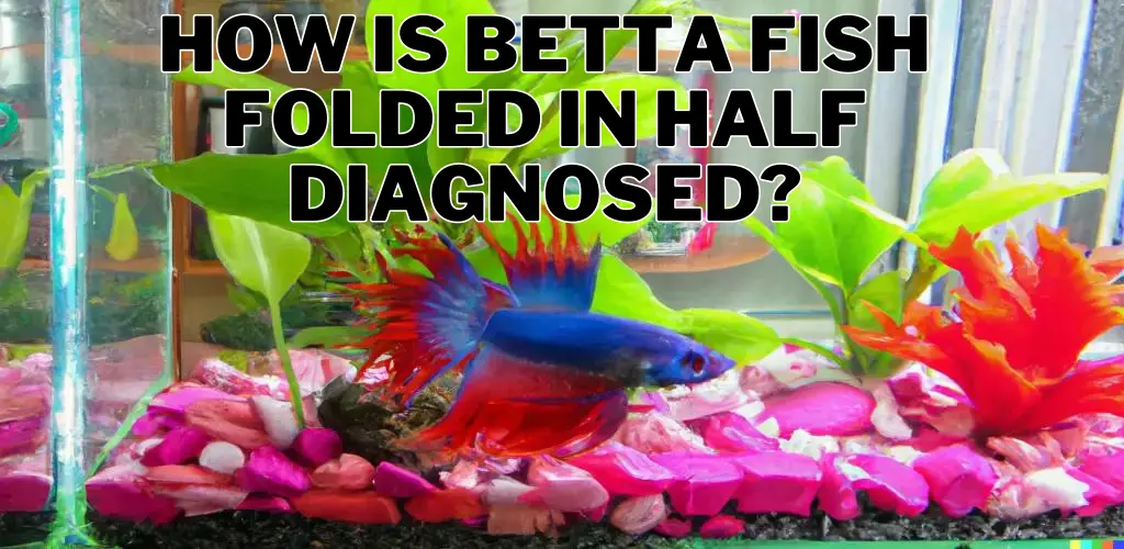 How is Betta Fish Folded in Half Diagnosed