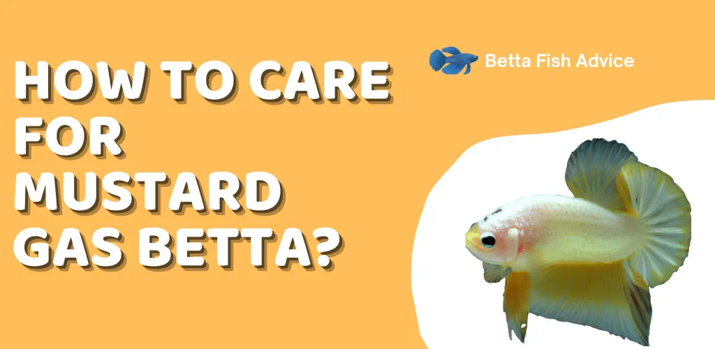 How to Care for Mustard Gas Betta