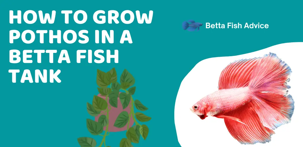 How to Grow Pothos in a Betta Fish Tank