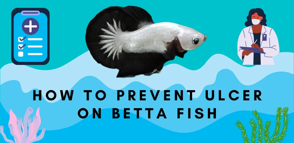 How to Prevent Ulcer on Betta Fish