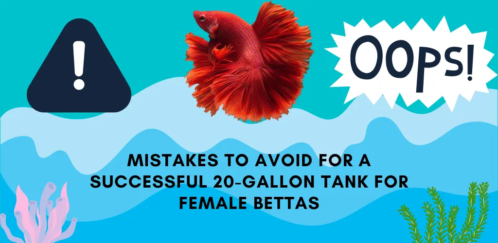 Mistakes to Avoid for a Successful 20-Gallon Tank for Female Bettas