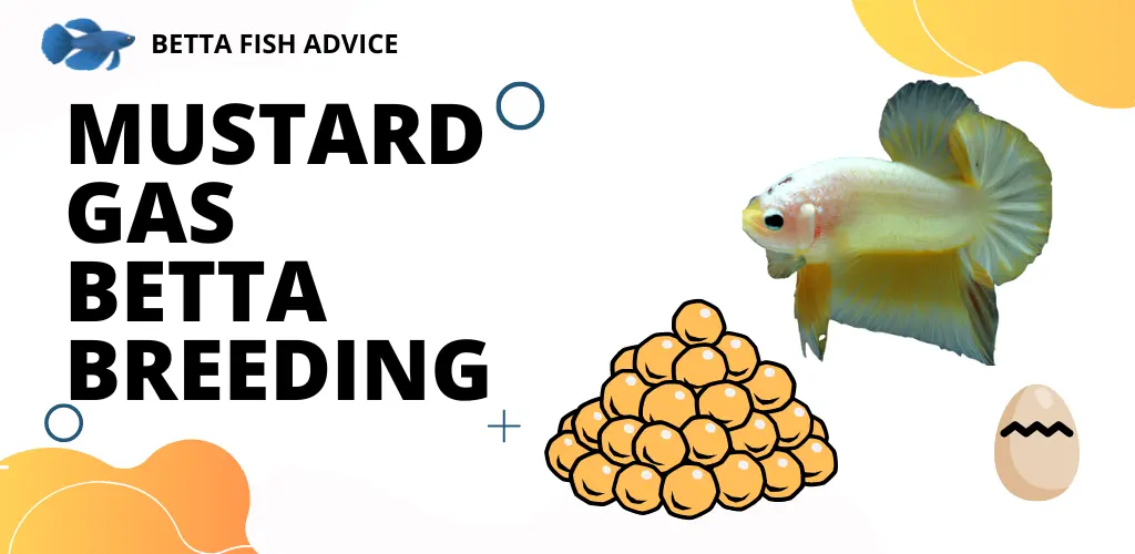 Mustard Gas Betta Breeding