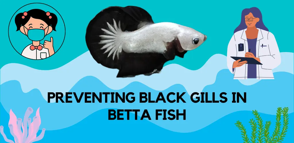 Preventing Black Gills in Betta Fish