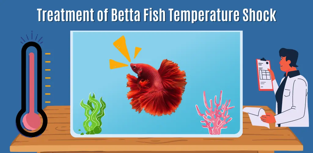 Treatment of Betta Fish Temperature Shock