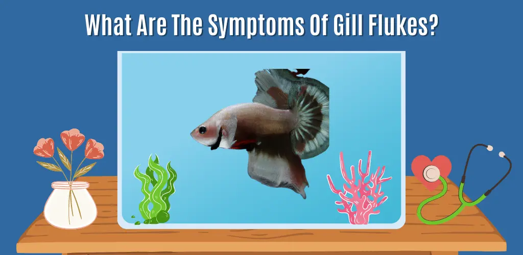 What Are The Symptoms Of Gill Flukes