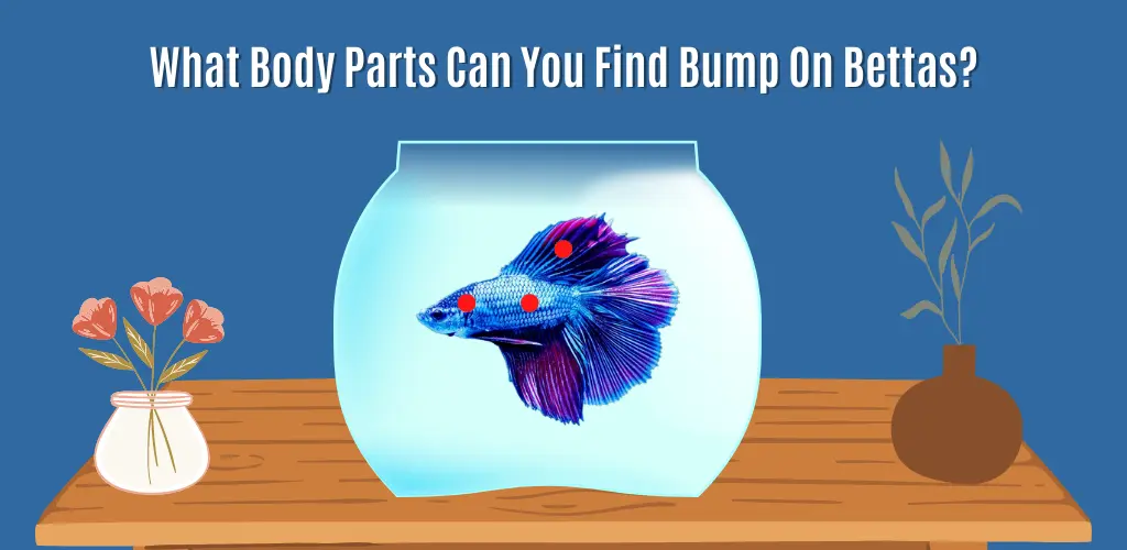 What Body Parts Can You Find Bump On Bettas