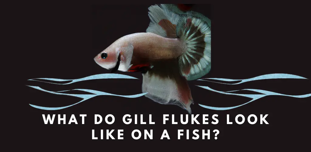 What Do Gill Flukes Look Like on a Fish