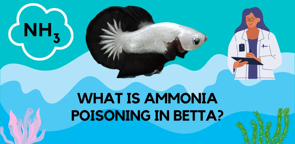 What is Ammonia Poisoning in Betta