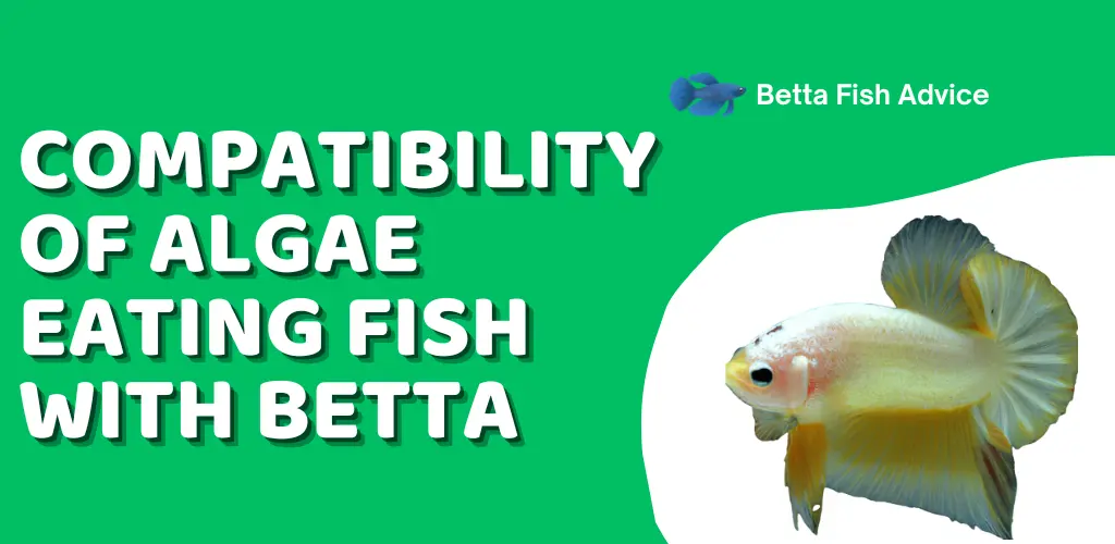 Compatibility of Algae Eating Fish with Betta