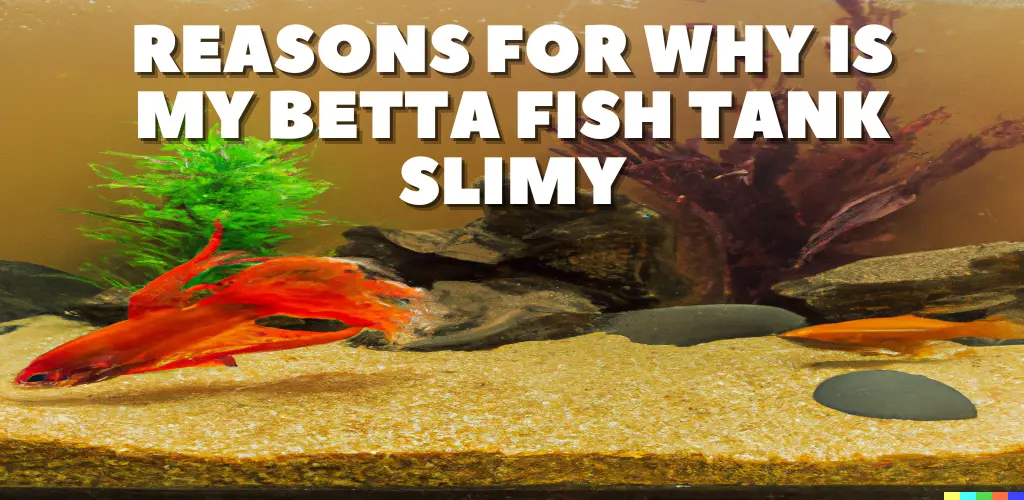 Reasons for Why is my Betta Fish Tank Slimy