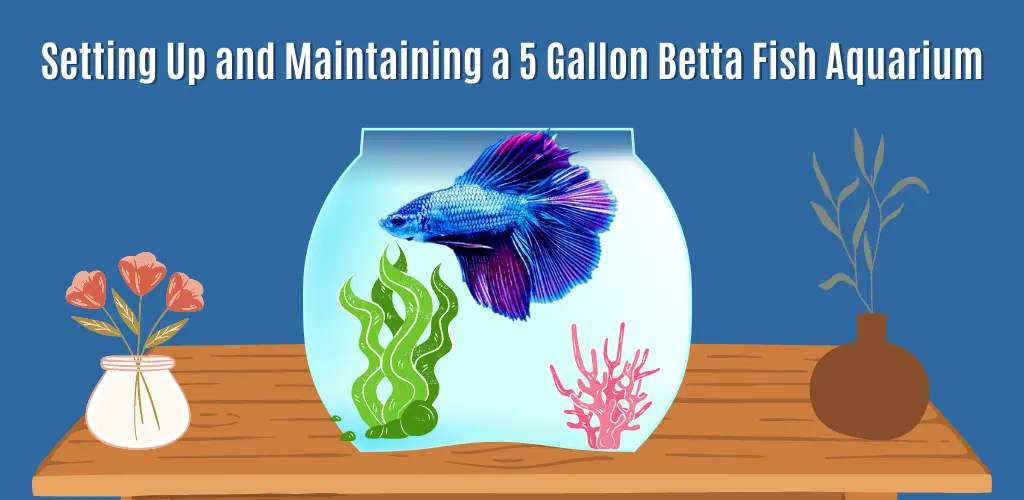 Setting Up and Maintaining a 5 Gallon Betta Fish Aquarium